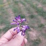 Vicia tenuifolia Flor
