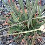 Armeria arenaria Leaf