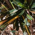 Codiaeum variegatum Leaf