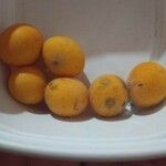 Myrciaria glazioviana Frucht