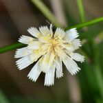Hieracium albiflorum Flower