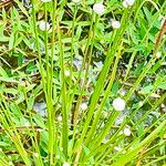 Eriocaulon cinereum Flower