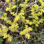 Sedum acreFlor