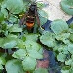 Nasturtium officinale Ліст