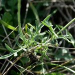 Scabiosa canescens Fuelha