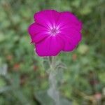 Lychnis coronaria 葉