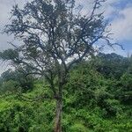Syzygium guineense Folha