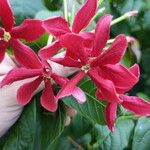 Combretum indicum പുഷ്പം