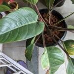 Philodendron erubescensLeaf