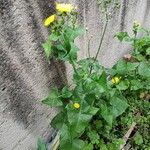 Sonchus oleraceus Habitus