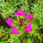 Pedicularis megalantha Habit