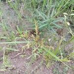 Cyperus iria Yaprak