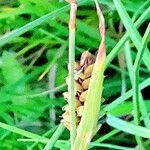 Carex panicea Fruitua
