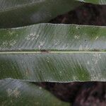 Asplenium subintegrum Лист