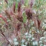 Bromus rubens Habit