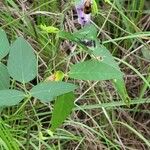 Clitoria mariana Leaf