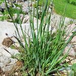 Sisyrinchium angustifolium 整株植物