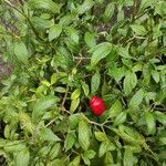 Capsicum pubescens Hoja