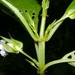 Drymonia lanceolata Fruct