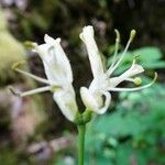 Lonicera nigra 花