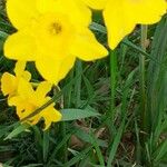 Narcissus assoanus Blüte