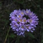 Allium roseum Цветок