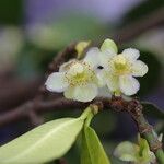Garcinia robsoniana Flower