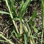 Digitaria sanguinalis Кора