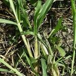 Digitaria sanguinalis Bark