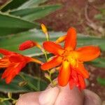 Crocosmia × crocosmiiflora Flor