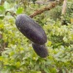 Dacryodes edulis Fruit