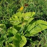 Telekia speciosa Hoja