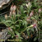 Silene vallesia Costuma