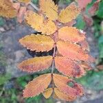 Sorbus domestica Liść