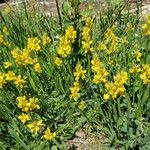 Genista sagittalisFiore