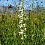 Spiranthes diluvialis Flor