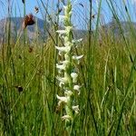 Spiranthes diluvialis Flower