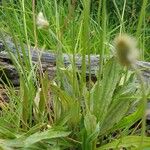 Plantago lagopus Leaf