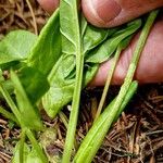 Rumex arifolius Schors