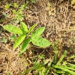Desmodium tortuosum Yaprak