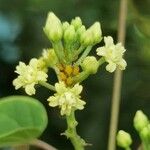 Cynanchum racemosum Kvet