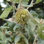 Quercus ithaburensis फल