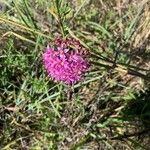 Allium bisceptrum Flower