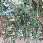 Viburnum rhytidophyllum Leaf