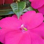 Impatiens hawkeri Квітка