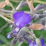 Salvia chamaedryoides Fleur