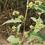 Sida cordifolia ফল