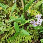 Symphyotrichum laeve Leaf