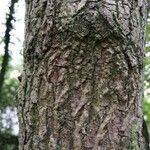 Acer neapolitanum 树皮