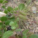 Ononis rotundifolia Fruto